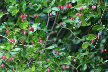 Green natural background