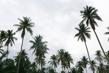 Fototapeta na wymiar Tree background. Coconut tree background.