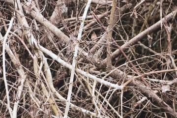 The background is brown branches.