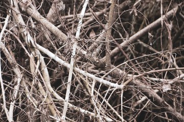 The background is brown branches.