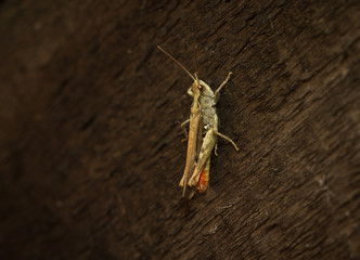 Field Grasshopper (Chorthippus brunneus) grasshopper
