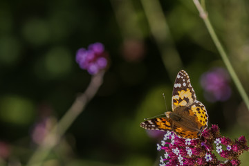 Painted Lady (Vanessa cardui) butterfly 