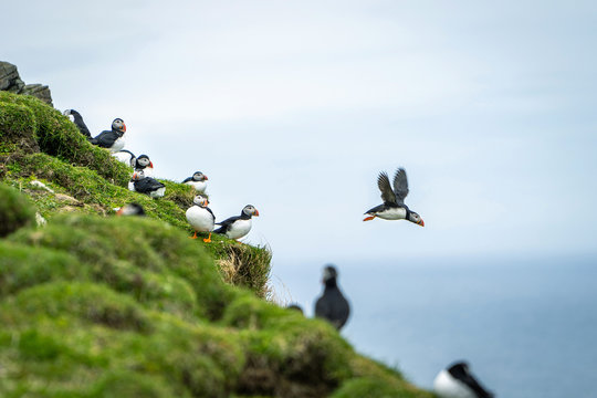 Many cute Atlantic Puffin (Fratercula arctica) are nesting in Mykines island, Faroe Islands.