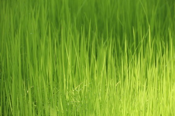 Jasmine rice seedlings. Green background.