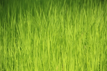 Obraz na płótnie Canvas Jasmine rice seedlings. Green background.