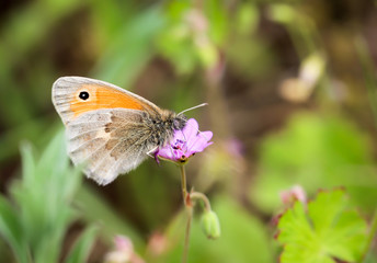 Schmetterling auf einer Pflanze