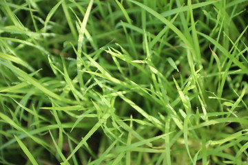 Jasmine rice seedlings. Green background.