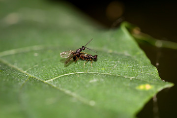 Fliege, Insekten auf einem Blatt