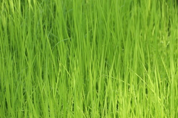 Jasmine rice seedlings. Green background.