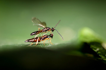 Fliege, Insekten auf einem Blatt