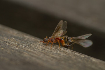 Mating Myrmacinae -Myrmica species ants