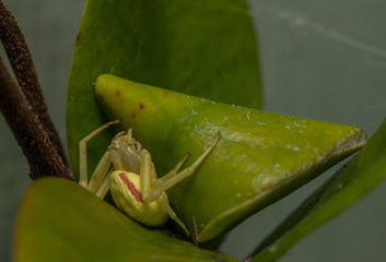 Misimena vatia flower crab spider guarding eggs