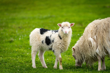 Baby sheep in Faroe Islands.