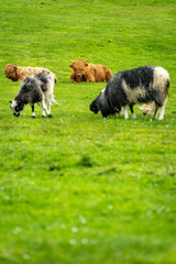 Green meadow with highland cattle, highland cow in Faroe Islands.