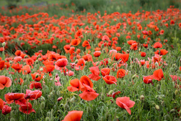 Mohnblumen auf einer Wiese färben die Landschaft rot