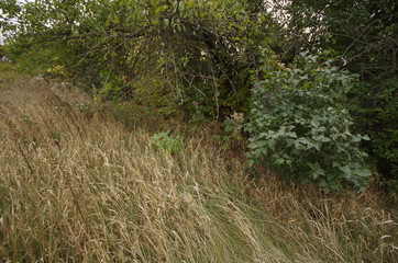 path in the forest