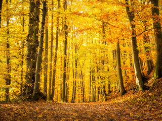 Golden October in the autumn forest