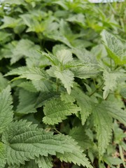 Nettle in the garden (Крапива в саду)