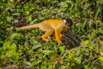 The mono amarillo chichi monkey