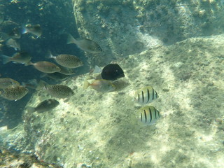 南伊豆　妻良でシュノーケル