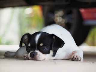 Chihuahua dogs that are black and white. Dogs are lying under the car.
