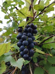 bunch of grapes on the vine