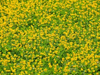 Arachis pintoi in the garden. Geraldo Pinto, Pinto Peanut (Arachispintoi cv. Amarillo), Leguminosae-Papilionoideae