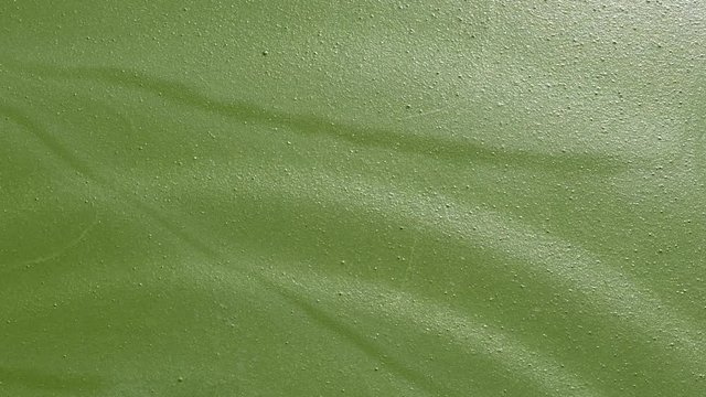 Green sewage floating on the surface of a purification tank
