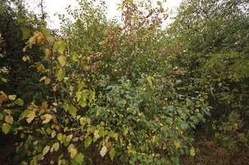Fototapeta na wymiar tree in autumn