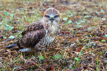 Close-up portrait of a bird of prey in its natural habitat.
