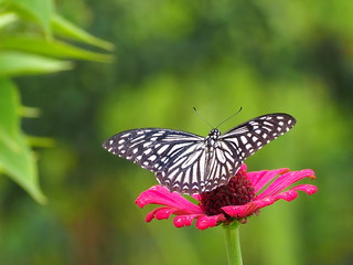 Fototapeta na wymiar butterfly found in South Asia and Southeast Asia. Spicebush Swallowtail Butterfly.