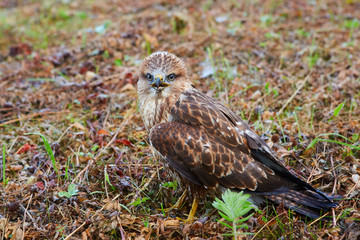 Close-up portrait of a bird of prey nestling in its natural habitat - in the wild, sitting in a meadow.