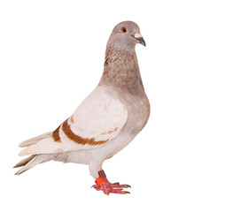 mealy feather of homing pigeon bird isolated white background