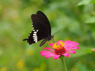 Naklejka premium butterfly found in South Asia and Southeast Asia. Spicebush Swallowtail Butterfly.