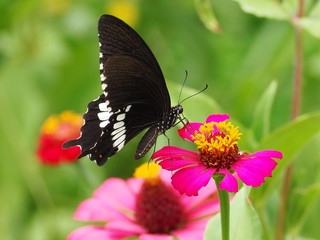 butterfly found in South Asia and Southeast Asia. Spicebush Swallowtail Butterfly.