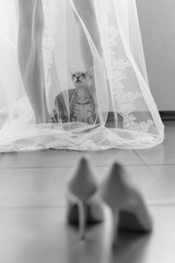 Curious funny cat came to his mistress bride, and climbed under her transparent veil.