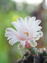 Gymnocalycium mihanovichii,Pink mini cactus flower, blossoming