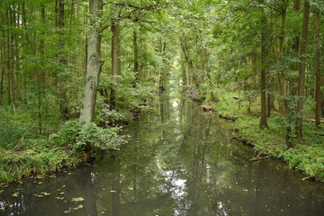 Spreewald bei Lübbenau