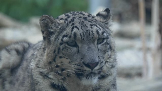 Snow leopard Panthera uncia close up portrait