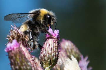 Biene auf einer Distel