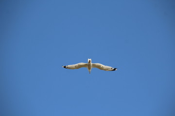 Seagull
