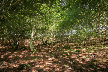 walking in woods, green summer forests