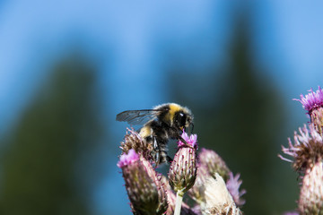 Biene auf einer Distel