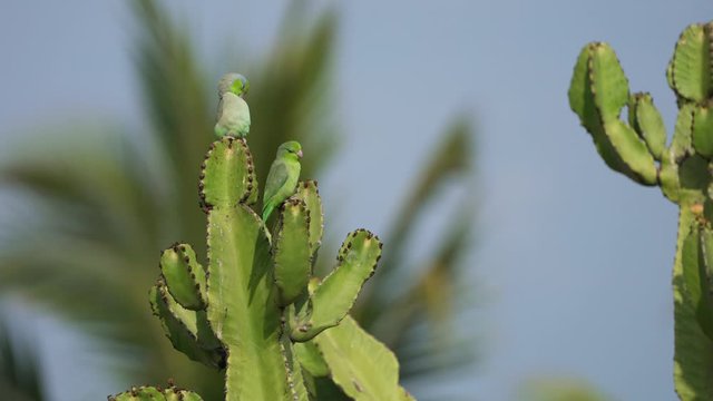 Budgerigar birds on a cactus in South America, Peru