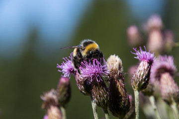 Biene auf einer Distel