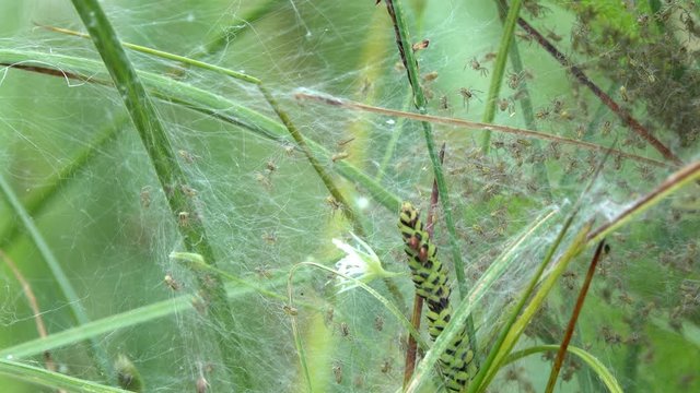 Raft spider (Dolomedes fimbriatus).  A brood of young spiders in a web
