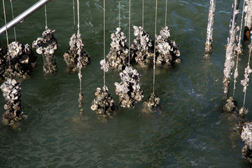 Oyster farm on Thailand