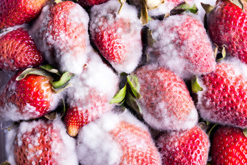Moldy strawberry