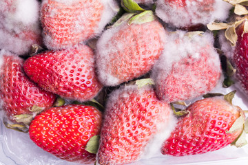 Moldy strawberry