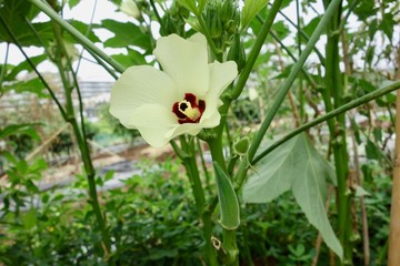 Obraz premium オクラの花